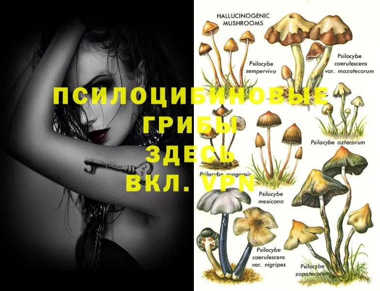 Псилоцибиновые грибы Psilocybe  купить  цена  Коломна 